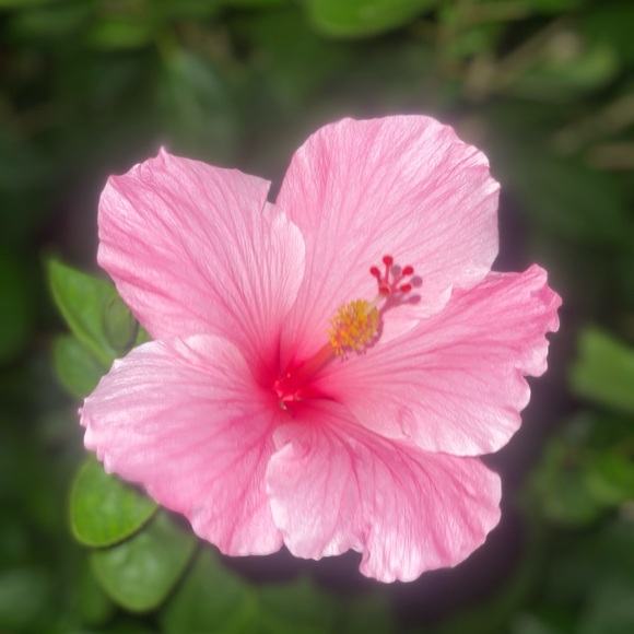 Meet your Posher, Mila - Picture 4 of 4